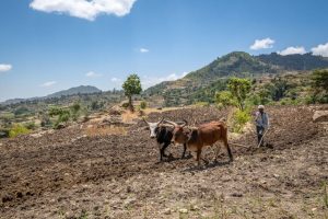 Konflik Ethiopia Telah Mempengaruhi Pertanian di Tigray